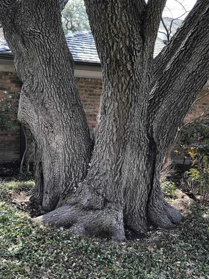 Mature heritage tree close to a Cambridge property cared for by certified arborists